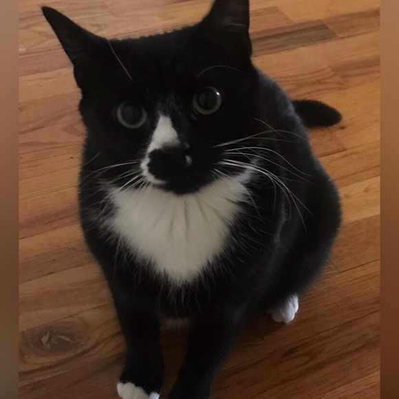 Meet your Posher, Sage - Picture 13 of 16